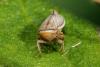 Athysanus argentarius